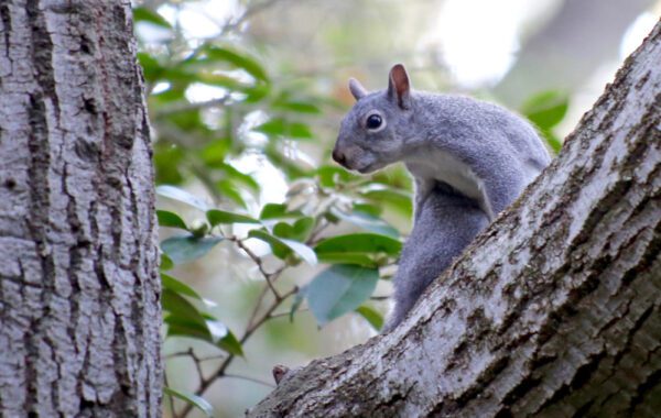 Wildlife at Descanso