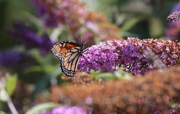 Wildlife at Descanso