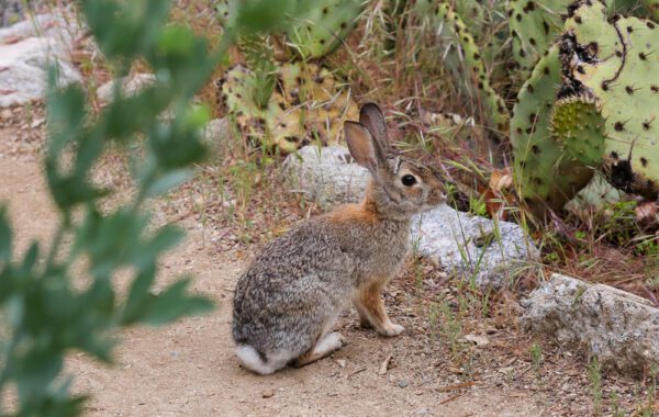 Wildlife at Descanso