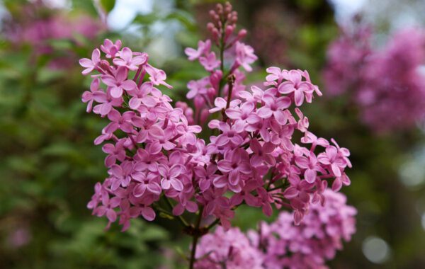 Lilacs