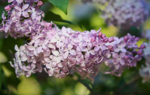 Lilacs