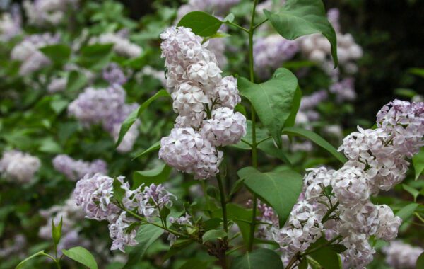 Lilacs