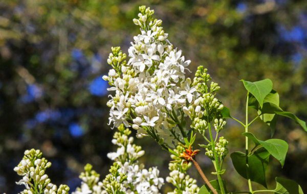 Lilacs