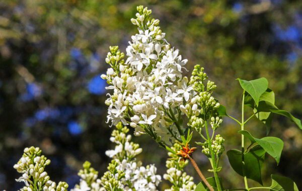 Lilacs