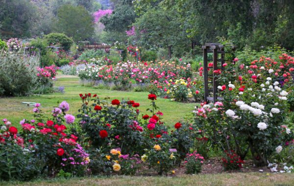 Rose Garden - Descanso Gardens