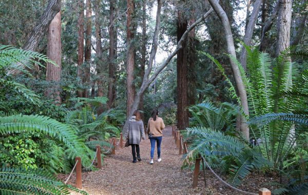 Ancient Forest