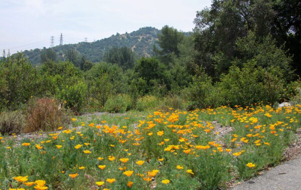 The Oak Woodland at Descanso Gardens