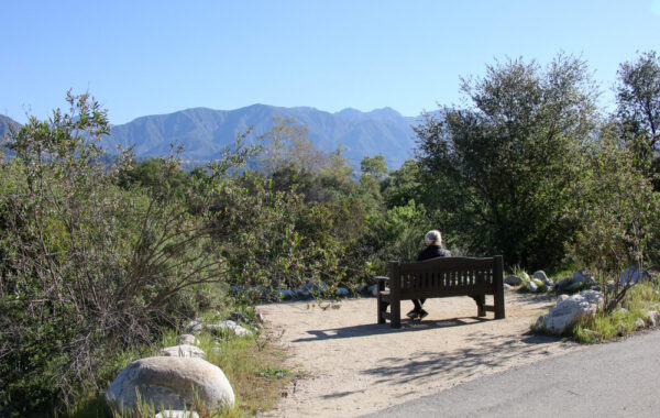 The Oak Woodland at Descanso Gardens