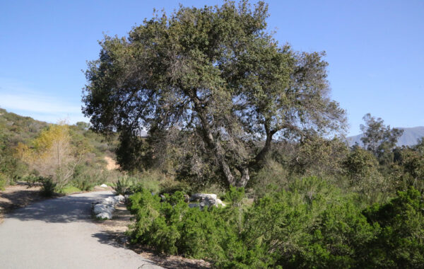 The Oak Woodland at Descanso Gardens