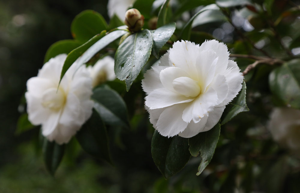 Camellias