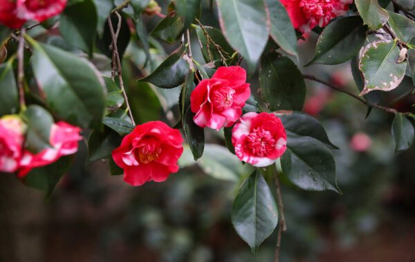 Camellias