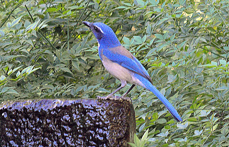 California scrub jay