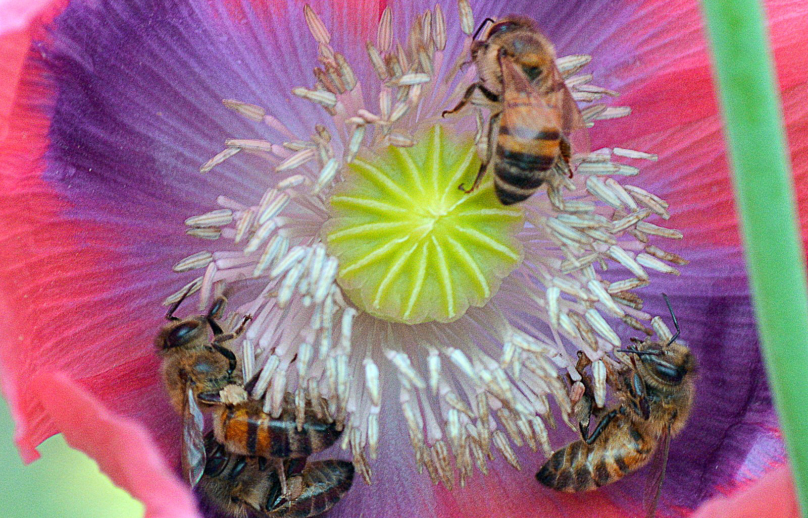 Western honey bee