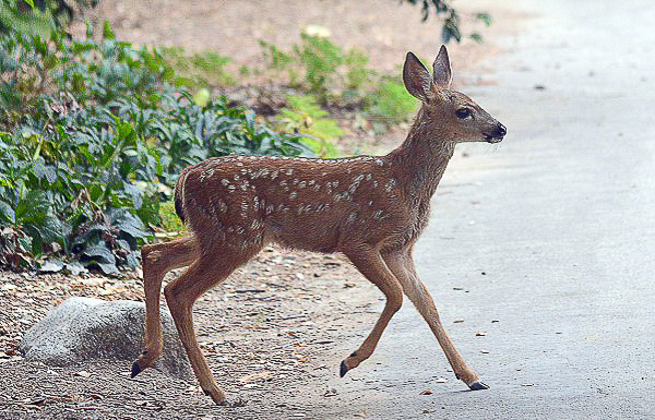 California mule deer