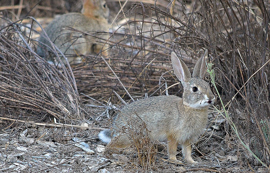 Cottontail rabbit