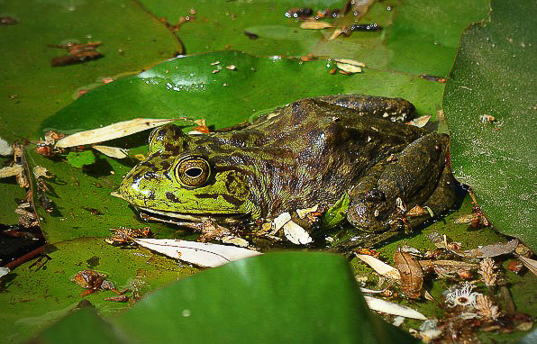 American bullfrog