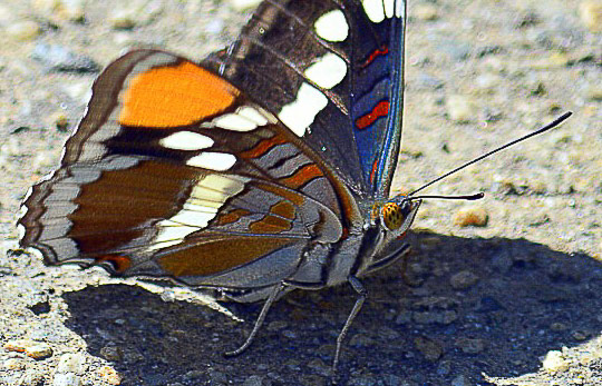 California Sister butterfly