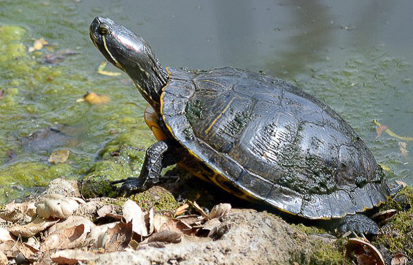 Red-eared slider turtle