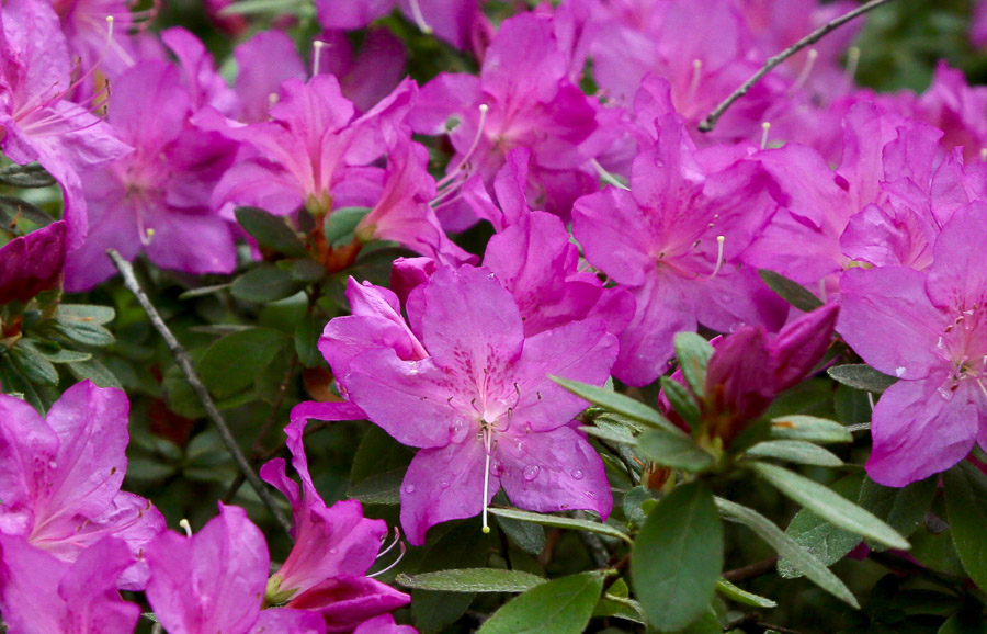 Azaleas