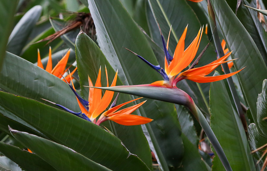 Birds of paradise