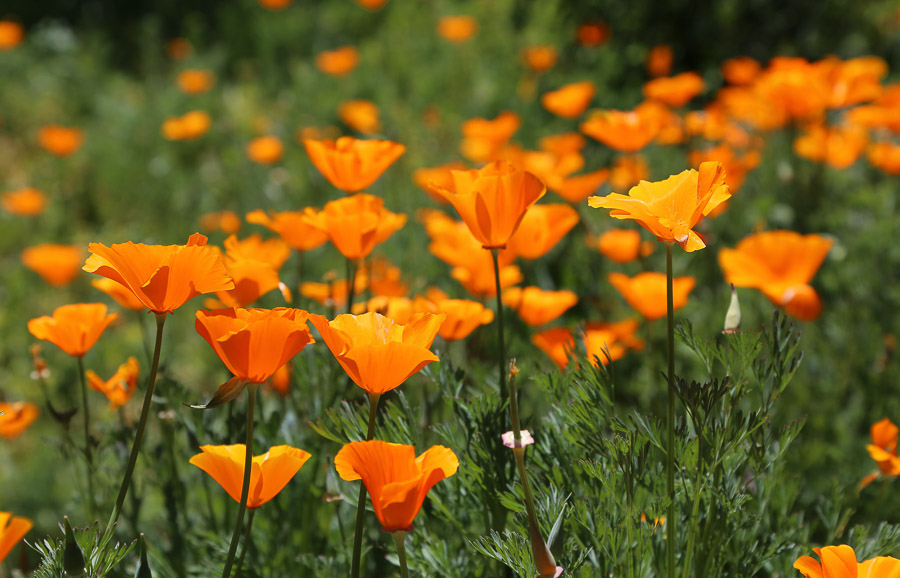 California poppies