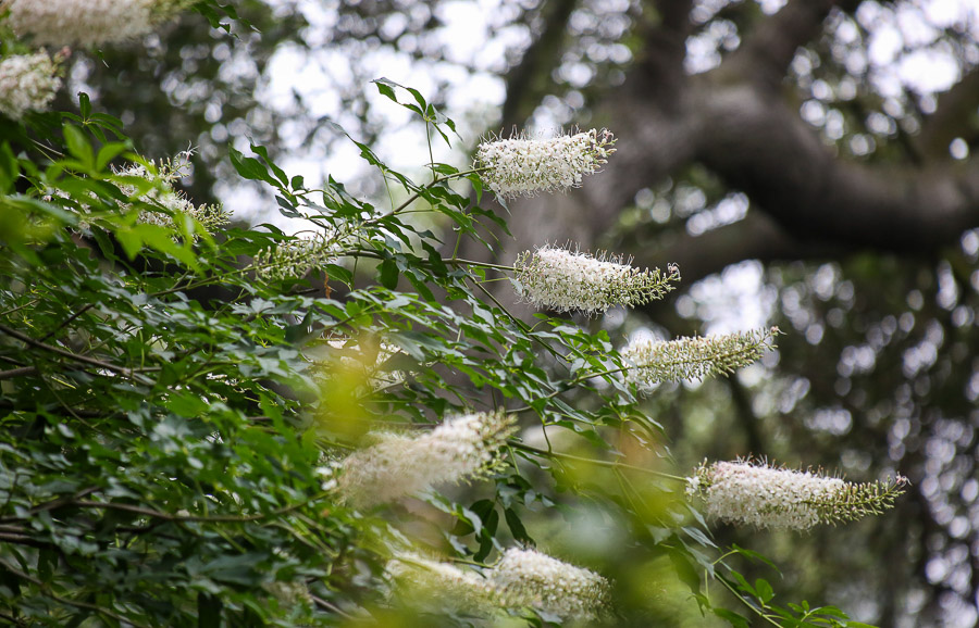 Cherry Blossom Flower Essence — in the garden