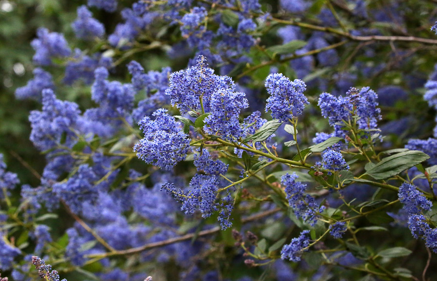 California lilac