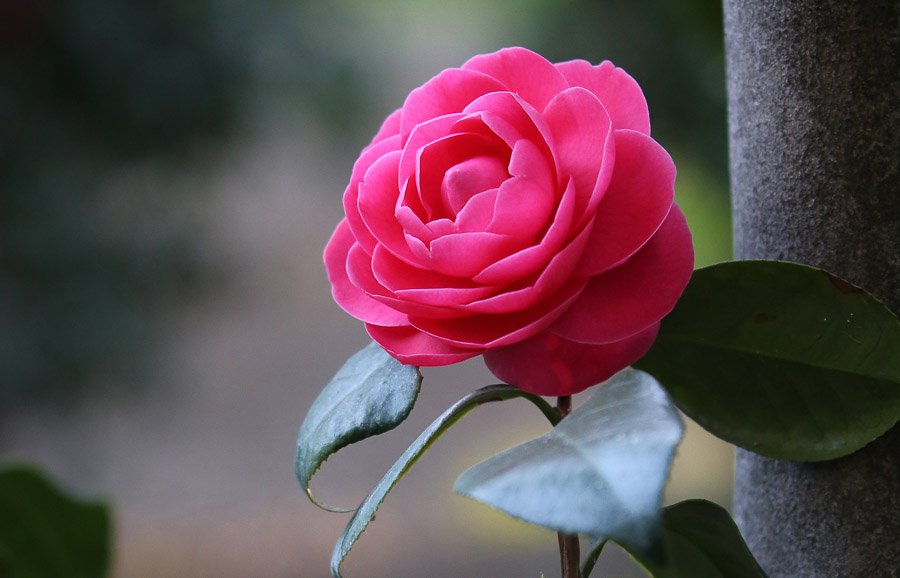 Camellia japonica