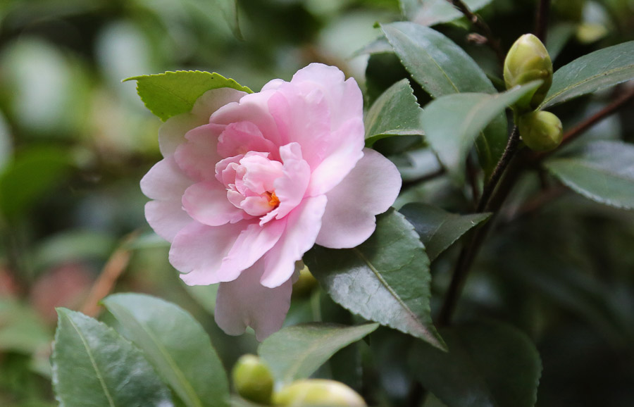 Camellia sasanqua