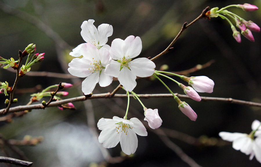 Cherry Blossom Flower Essence — in the garden