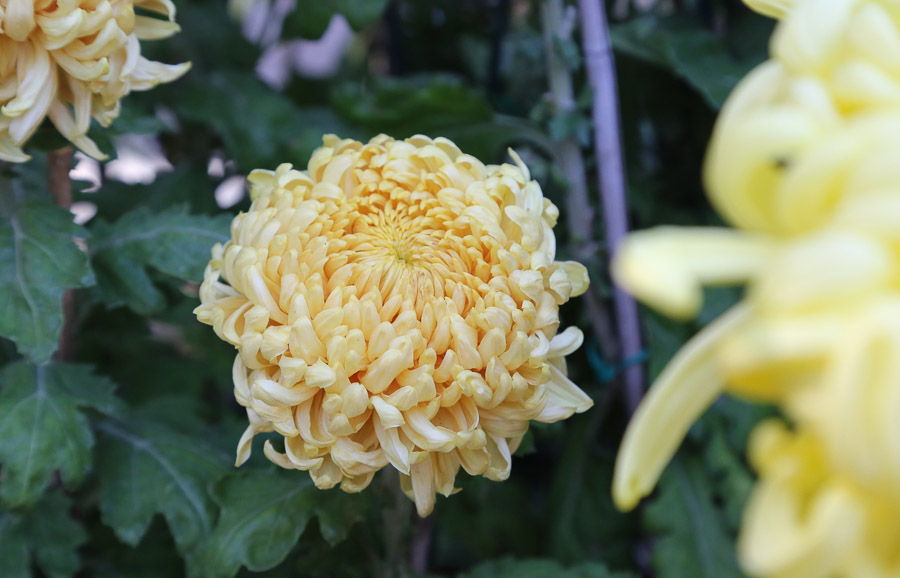 Chrysanthemums