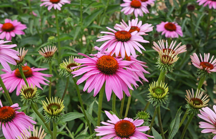 Coneflowers