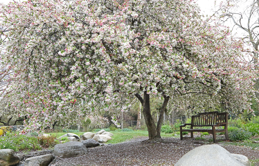 Crabtree blossoms