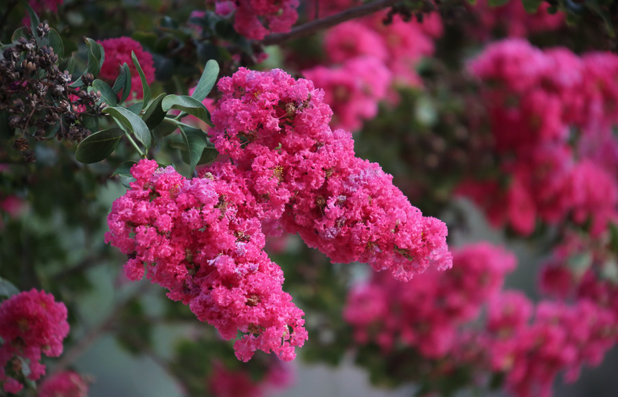 Crape Myrtle