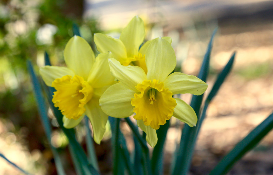 Daffodils