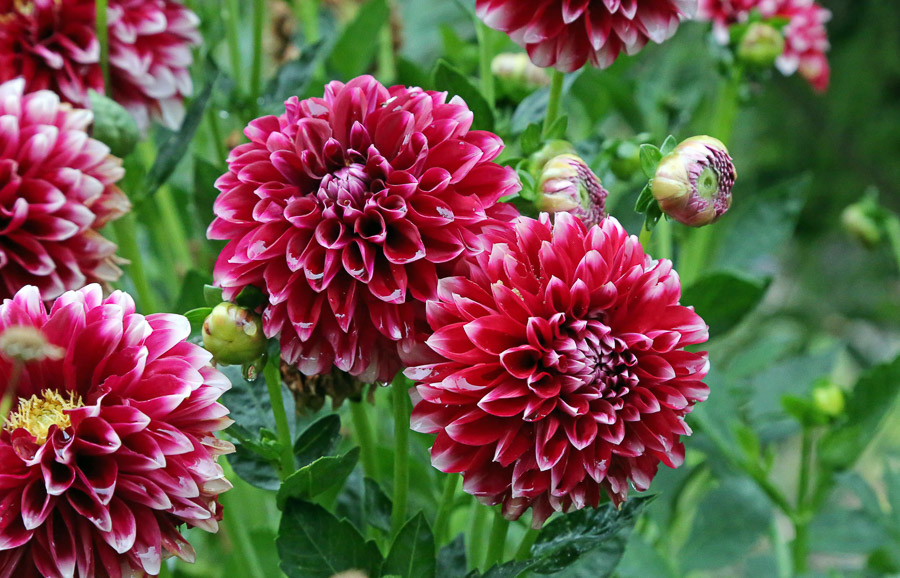 Dahlias