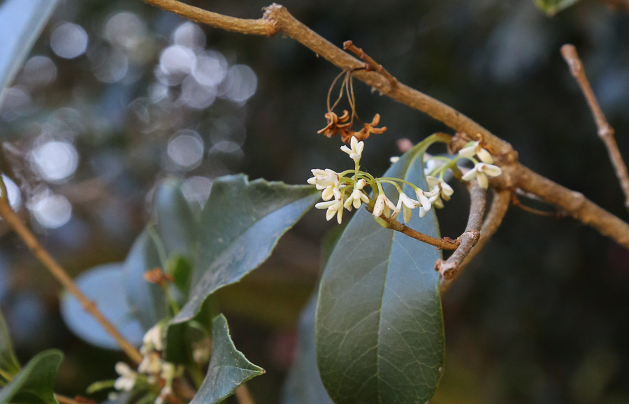 Fragrant tea olive