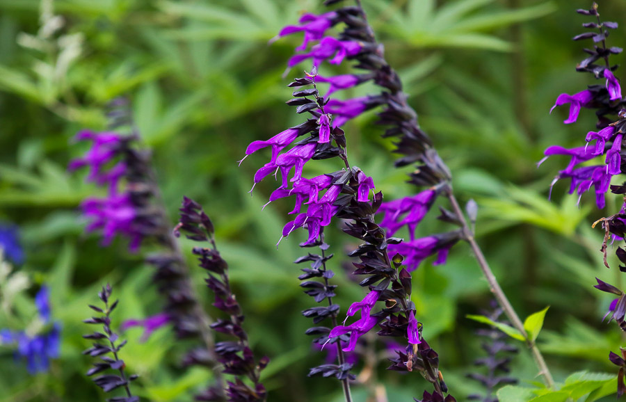 30 Beautiful Orange Flowers to Plant in Your Garden in 2024