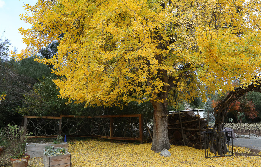 Ginkgo