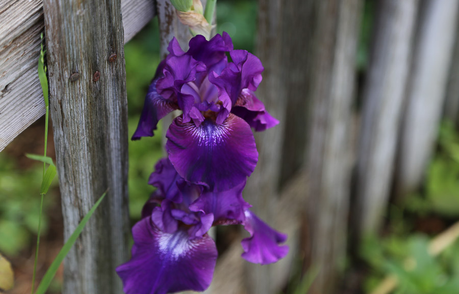 Irises