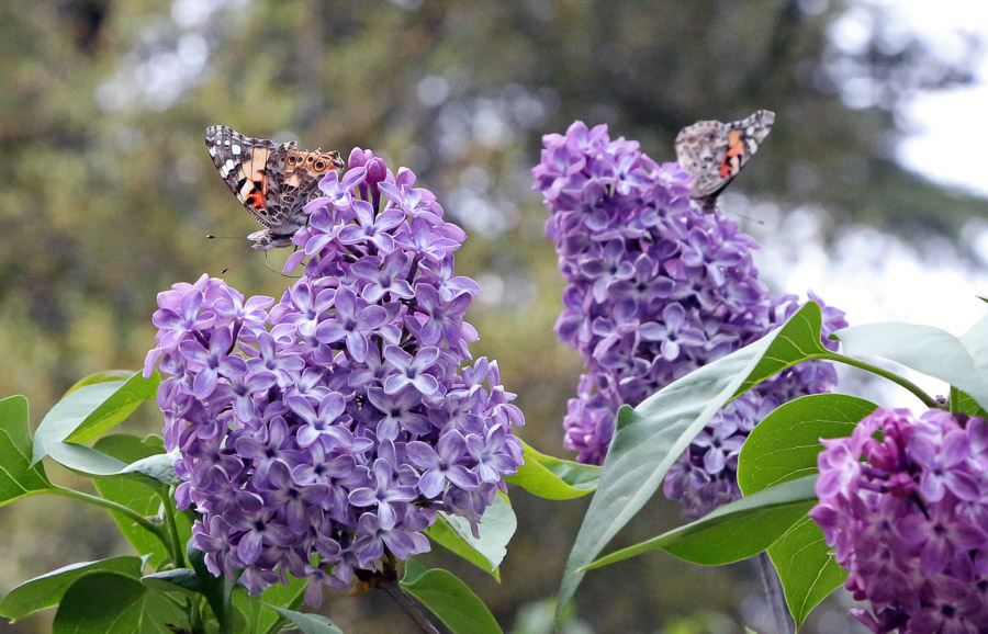 Lilacs