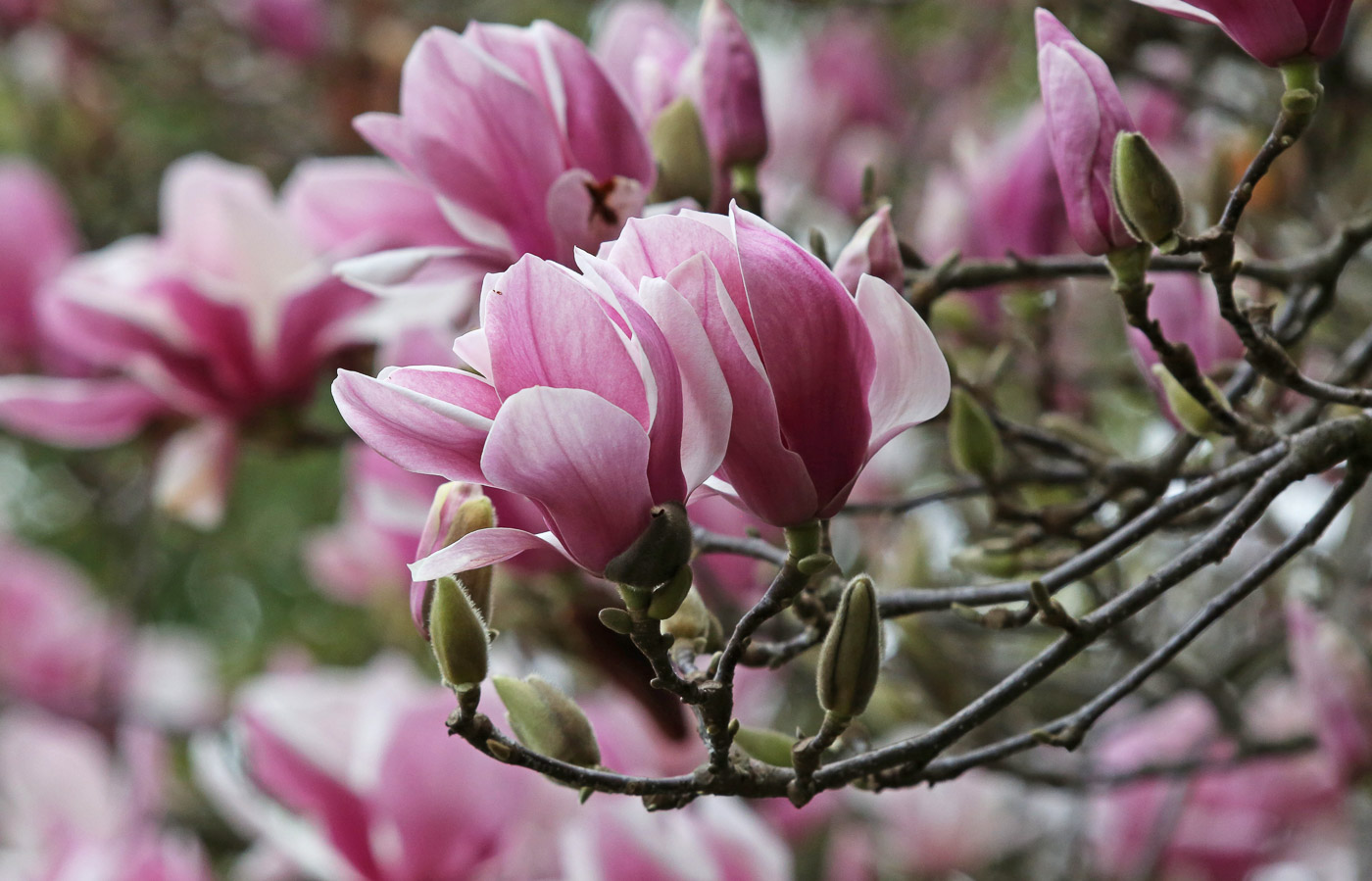 Magnolias