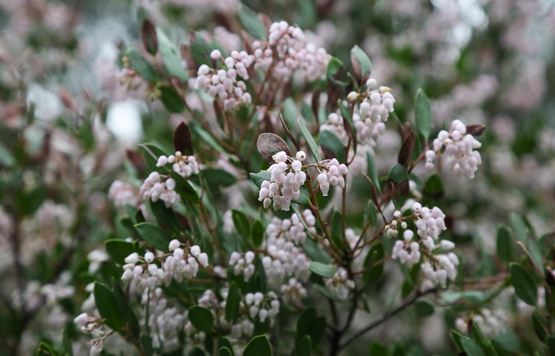 Cherry Blossom Flower Essence — in the garden