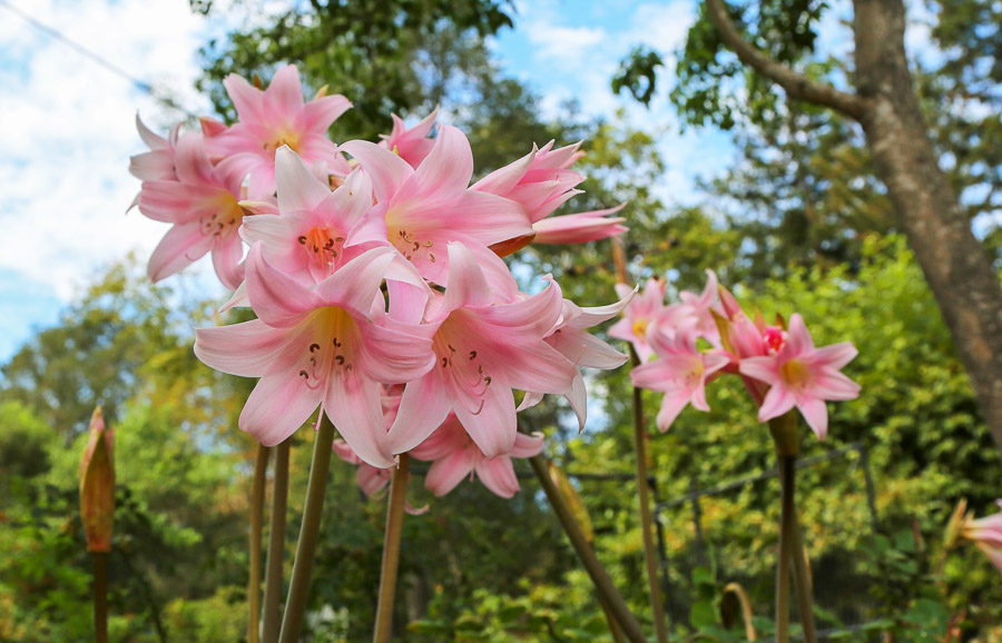 Naked lady lilies