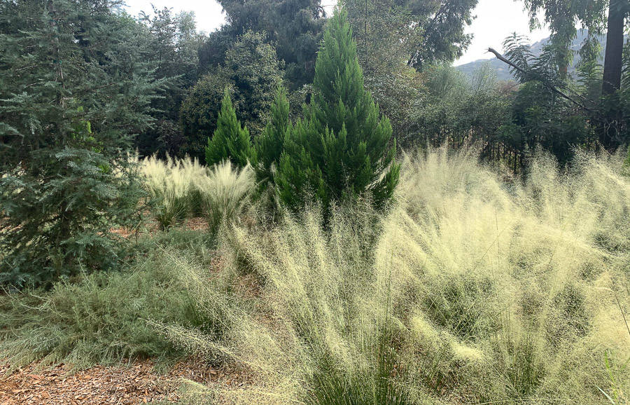 Ornamental grasses