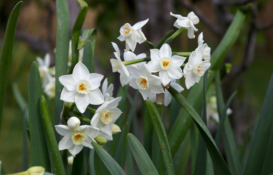 Paperwhites