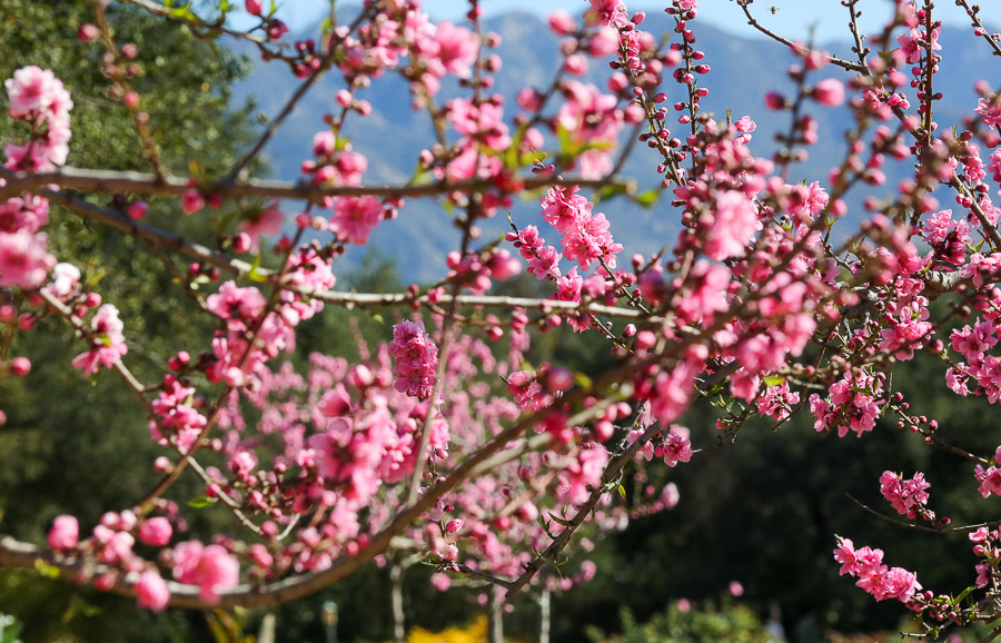 Peach blossoms