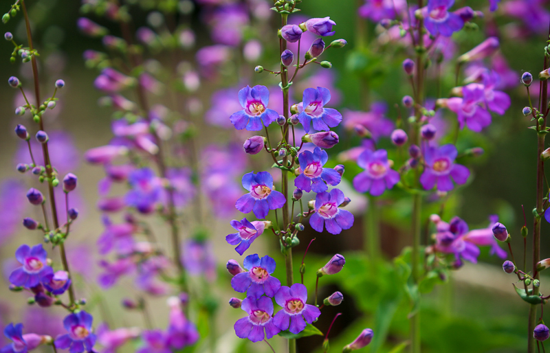 What's in Bloom - Descanso Gardens