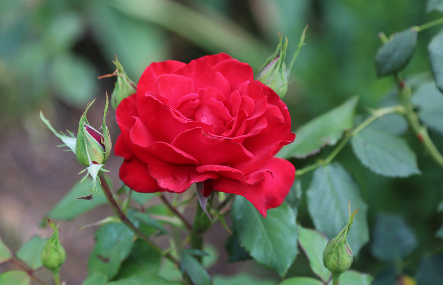 Cherry Blossom Flower Essence — in the garden