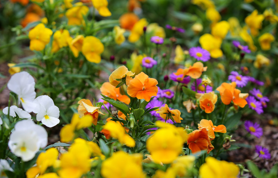 Spring annuals
